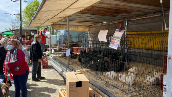 La grippe aviaire de retour en France, et notamment dans l'Ain