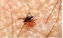 Lancement du plan national  de lutte contre la maladie de Lyme