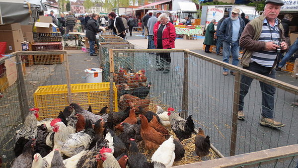 En cas de grippe aviaire : limiter son impact sur le marché de Louhans