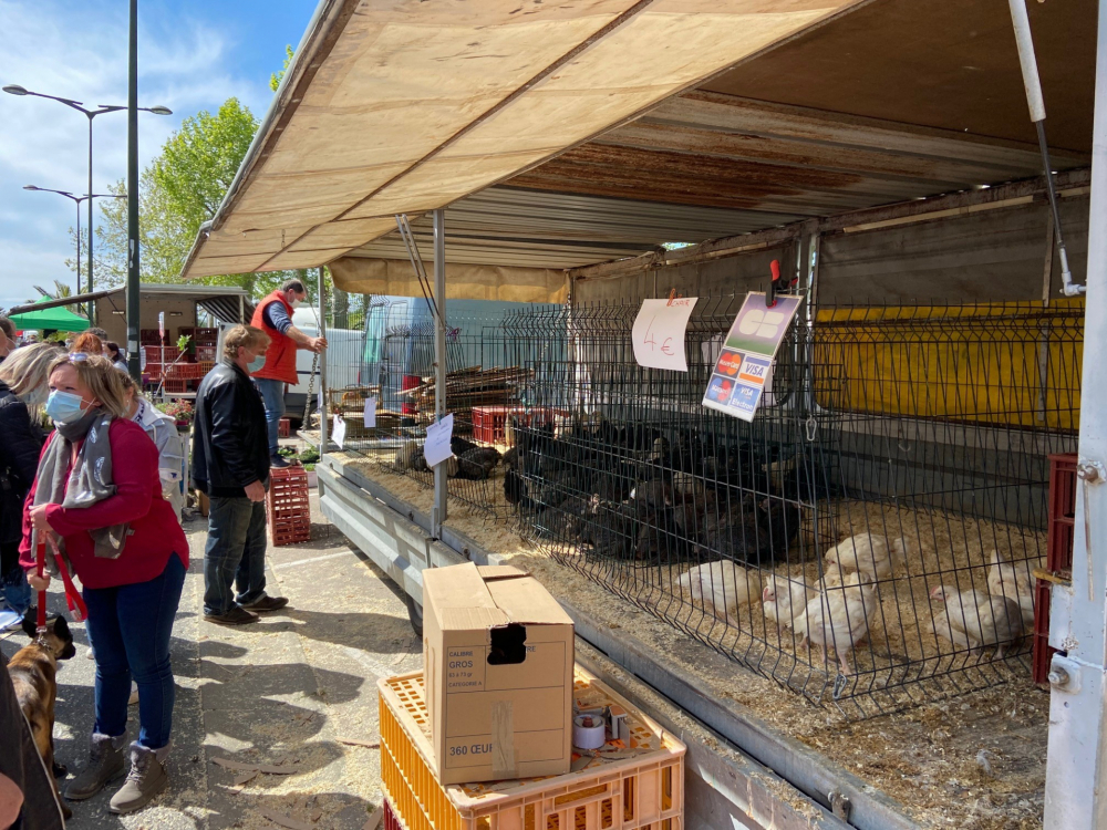 La grippe aviaire de retour en France, et notamment dans l'Ain