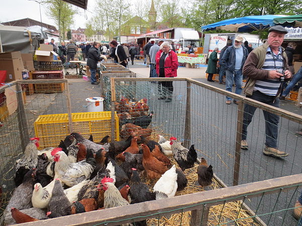 En cas de grippe aviaire : limiter son impact sur le marché de Louhans