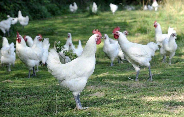 Epizootie de grippe aviaire: le point sur le marché de Louhans